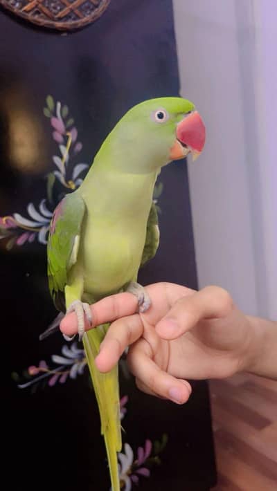 Pahari Raw hand tame