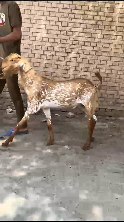 qurbani ky Liya Bakra available hy