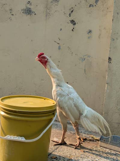 Aseel Murga Heera