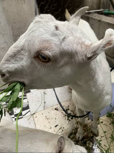 Teddy goat full white