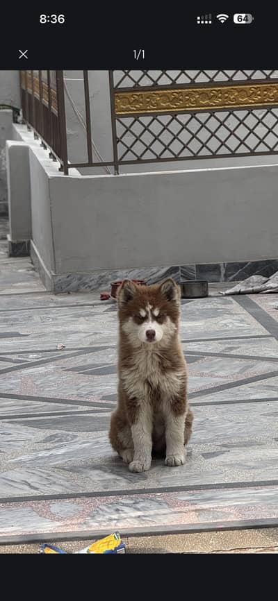 Husky dog