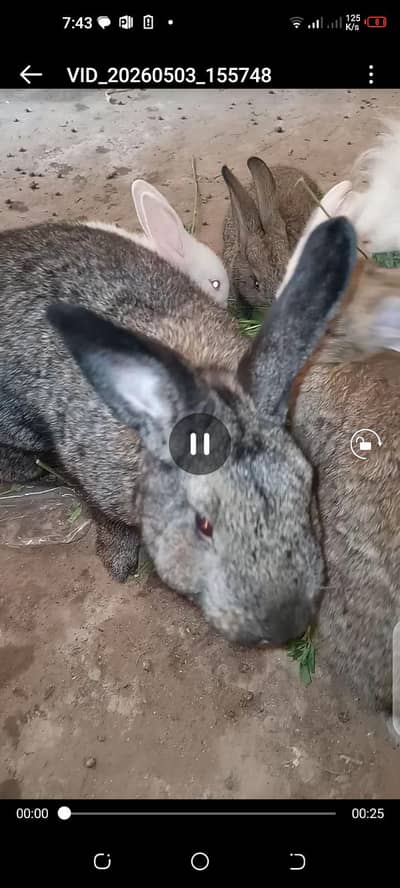 flemish giant Masha Allah