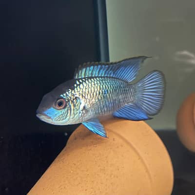 Electric Blue Acara breeder Pair for sale full size 6inch