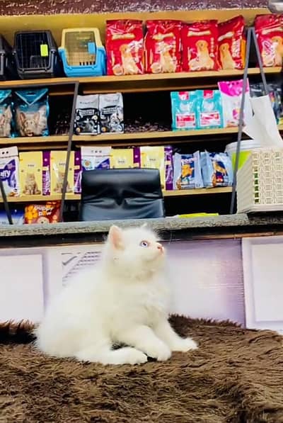 Persian cat triple cod for sale,my WhatsApp 03464644037