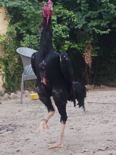 King O Shamo Original Breeder