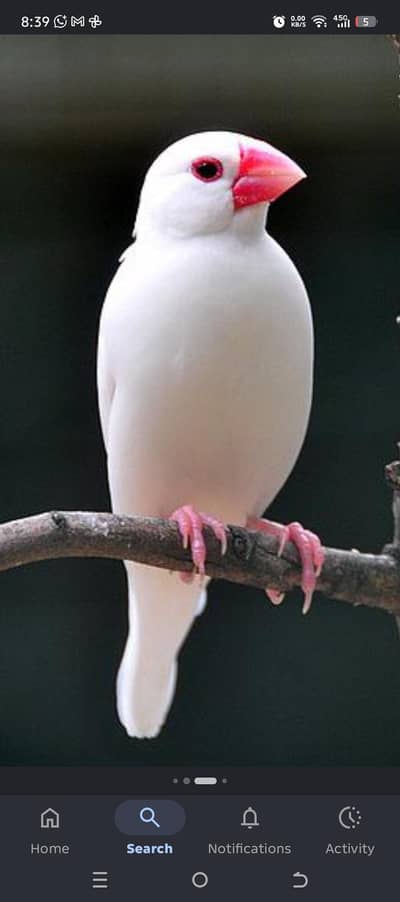 Java White and silver Java pathay