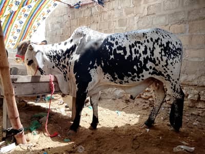 bulls for qurbani different prices