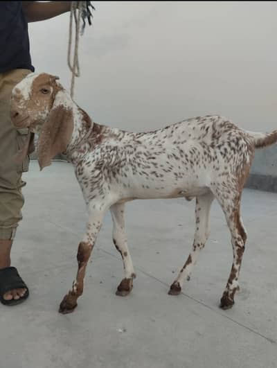 Qurbani Bakra For Sell