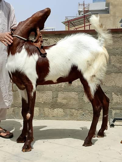 Khasi bakra