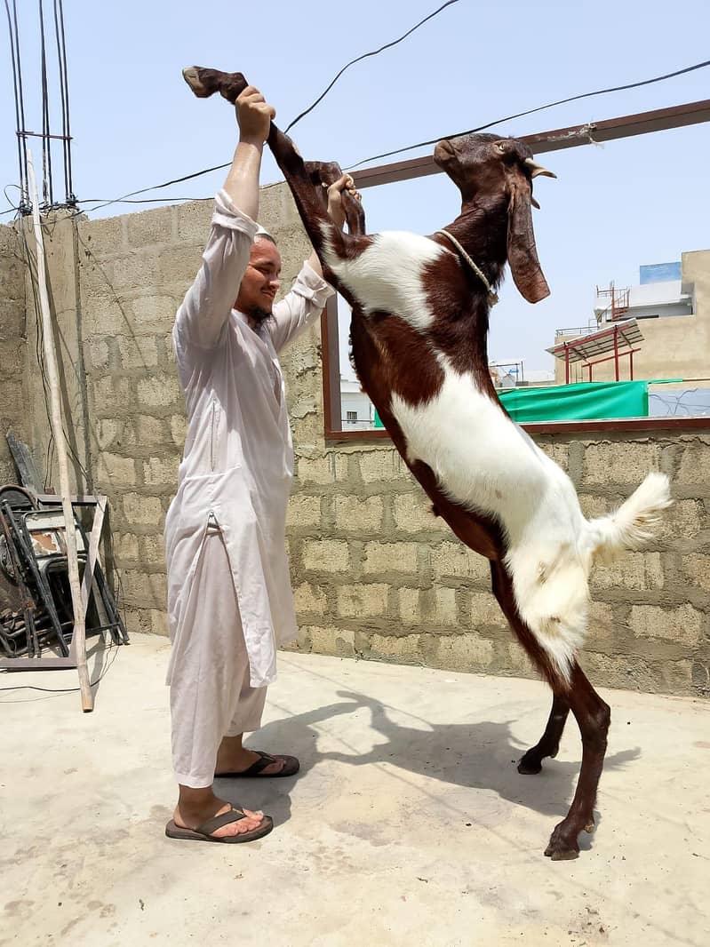 Khasi bakra 1