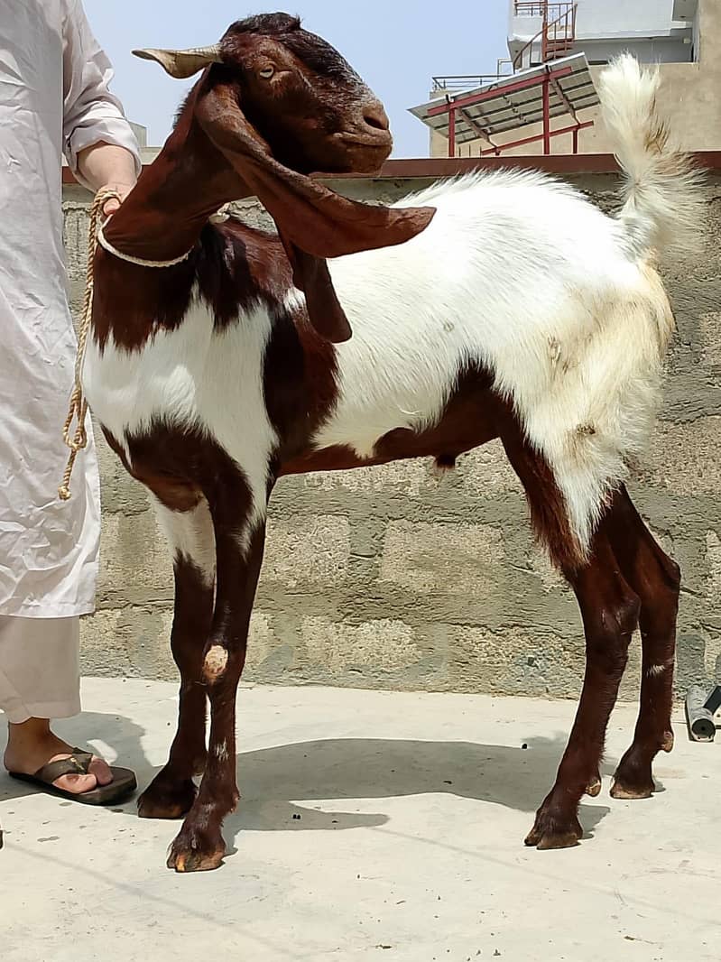 Khasi bakra 3