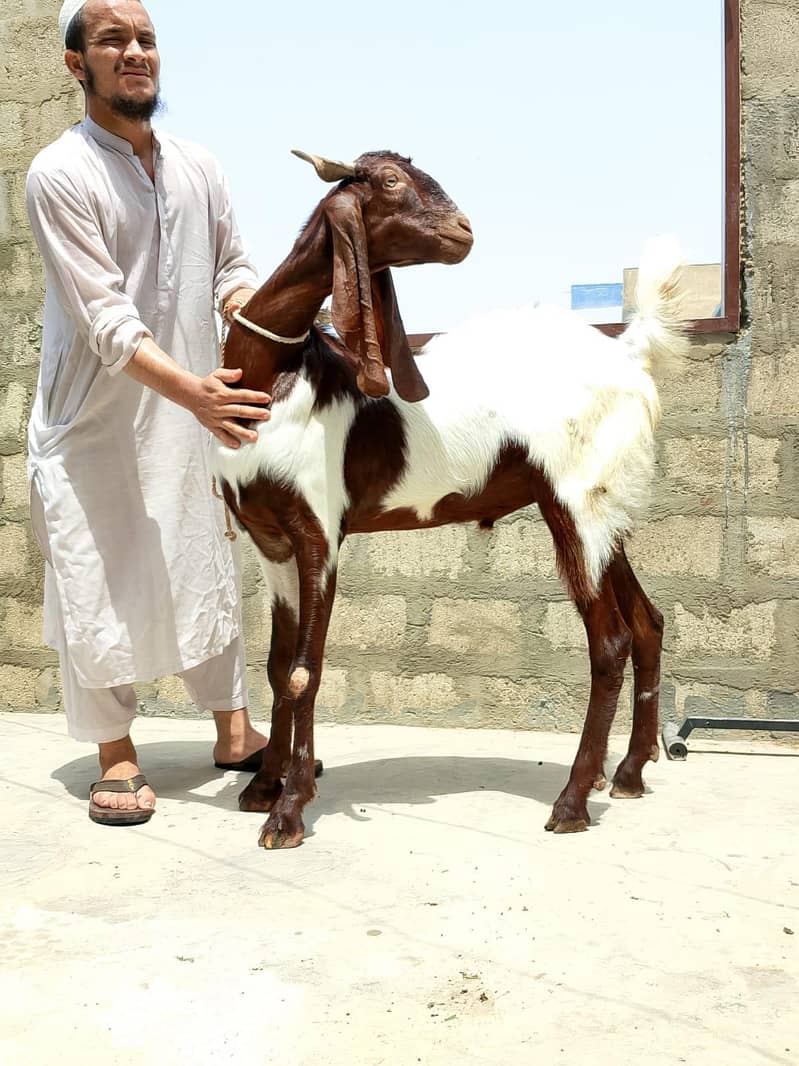 Khasi bakra 4
