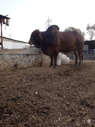 for qurbani 2026