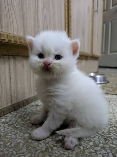 Cat for sell