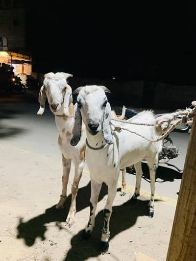 bakra