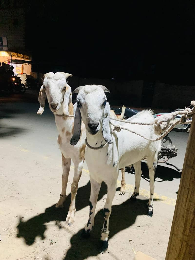 bakra 0