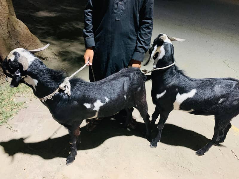 bakra 1