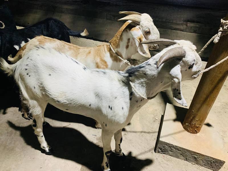 bakra 2