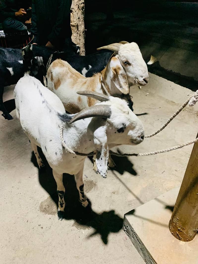bakra 3