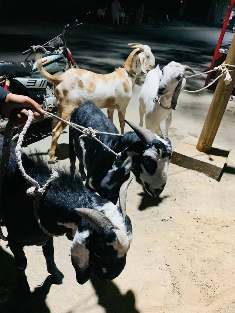 bakra 4