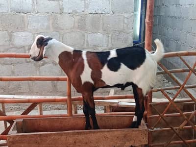 Qurbani Goats 2026