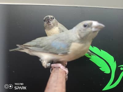Goldian chicks blue back , ino yellow back possible blue, green back