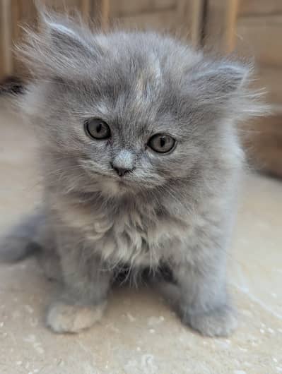 Persian Cat | Grey Cat | Grey Persian | Double Coated | Cat for Sale