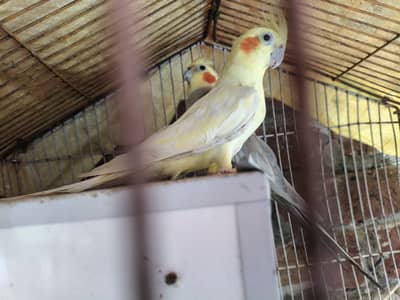 Adult Cocktail parrot pair
