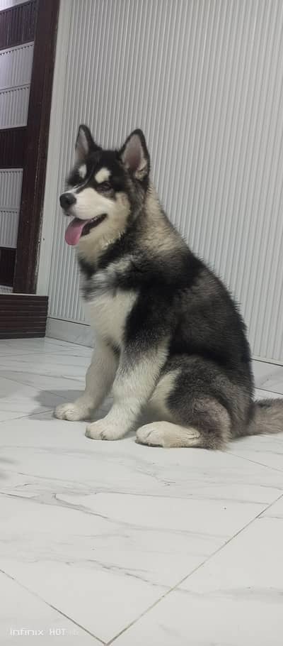 Dog For Sale