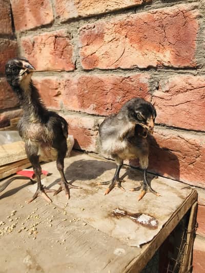 Thai plus mianwali chicks and pure mianwali