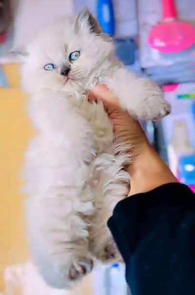 Persian cat triple cod for sale,my WhatsApp 03265565734