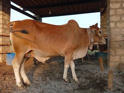 beautiful bulls,Qurbani Animals,Healthy