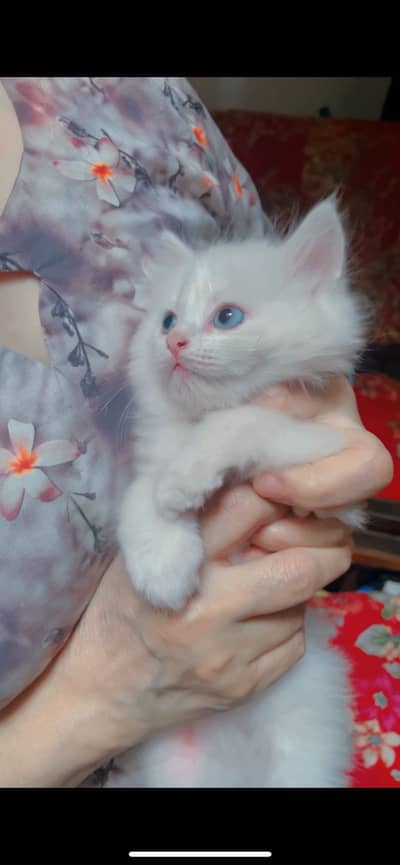 Persian cat for sale
