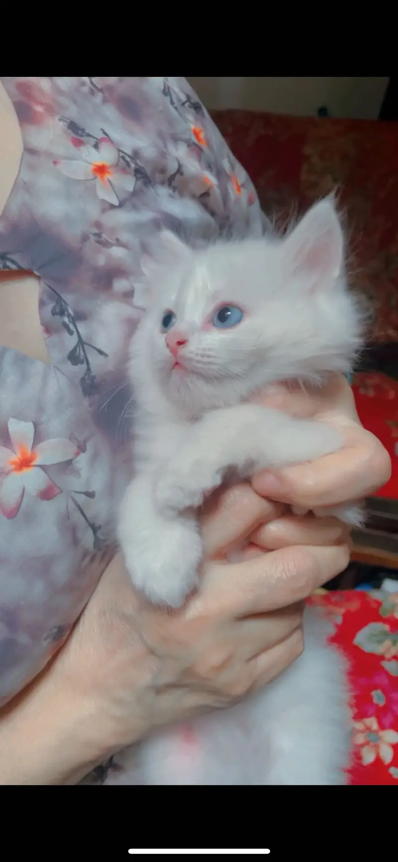 Persian cat for sale