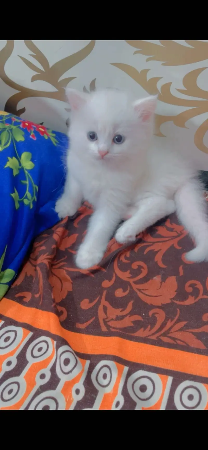 Persian cat for sale — photo 2