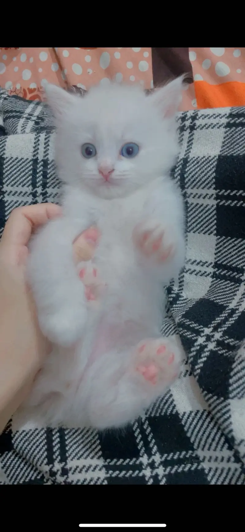 Persian cat for sale — photo 3