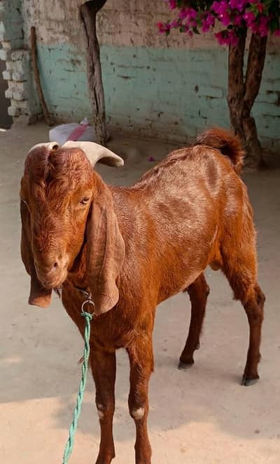 Beautiful Got for sale demand 1/20