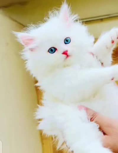 person kitten for urgent sale My WhatsApp Number 0329-760-9271