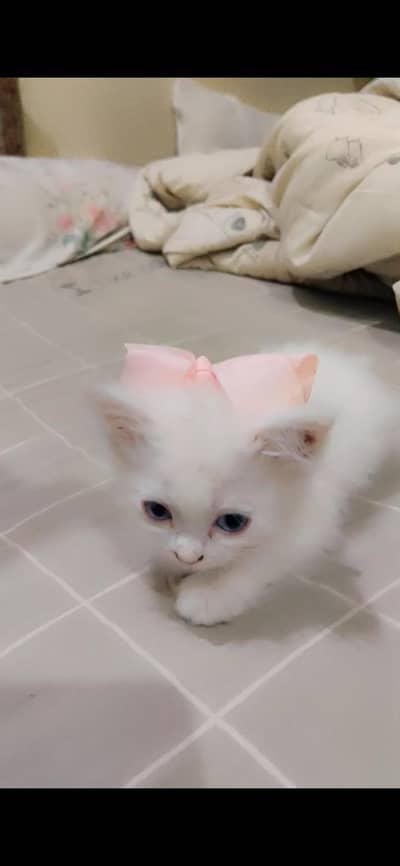 cute Persian cat male and female available