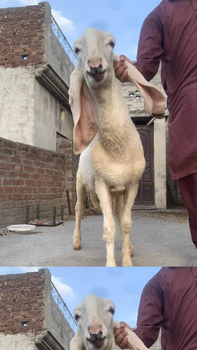 sheep for sale. Healthy Bakra for Sale