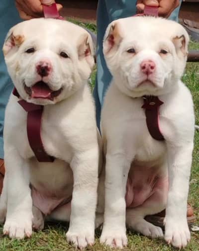 Afghan Kuchi dog full  security dog piar for sale