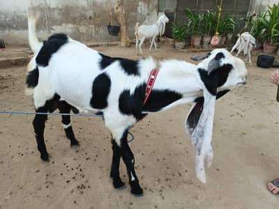 bakra for sale