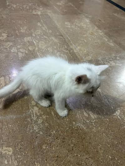 Persian white cat