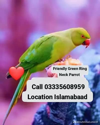 Hand Tamed Full Friendly Green Ring Neck Male Parrot Jumbo Size