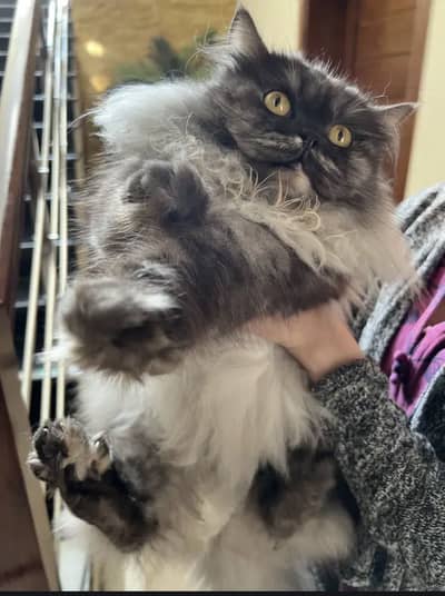 Female cat