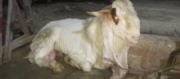 gulabi nasal bakra 1.8 laks