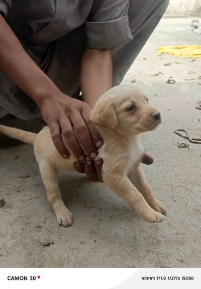 cute puppy Labrador