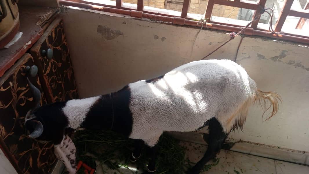 Bakra 0