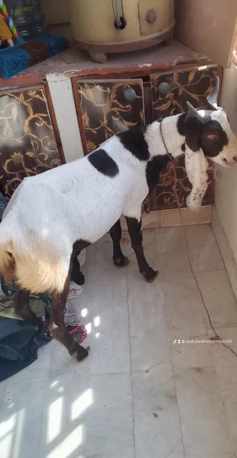 Bakra 2