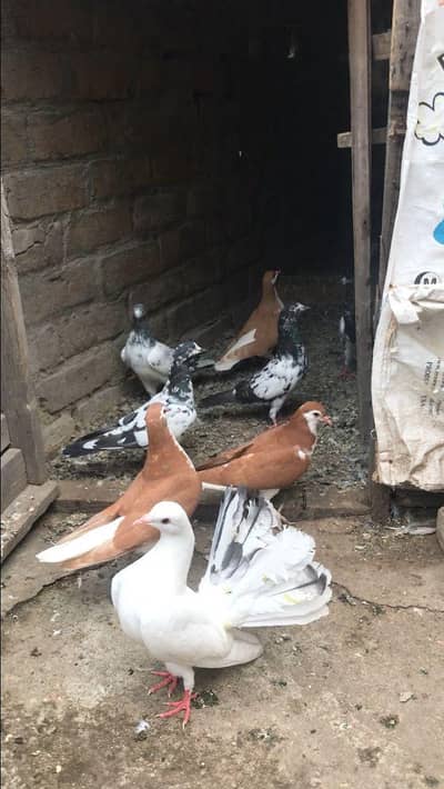 Pigeon for sale
